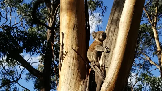 Kennett River koala walk
