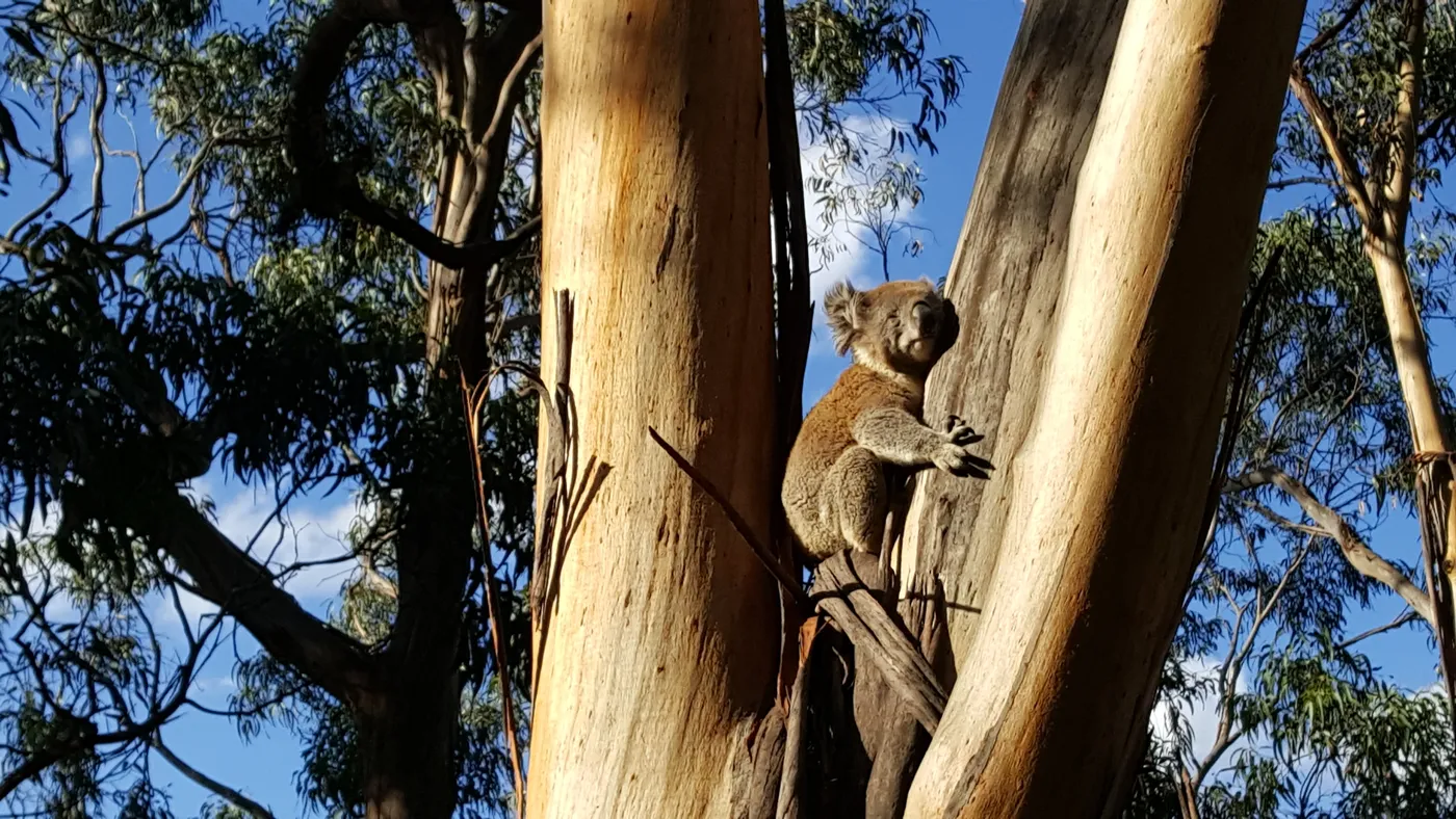 Kennett River koala walk