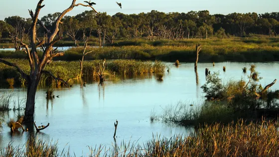 Kerang Ibis Rookery