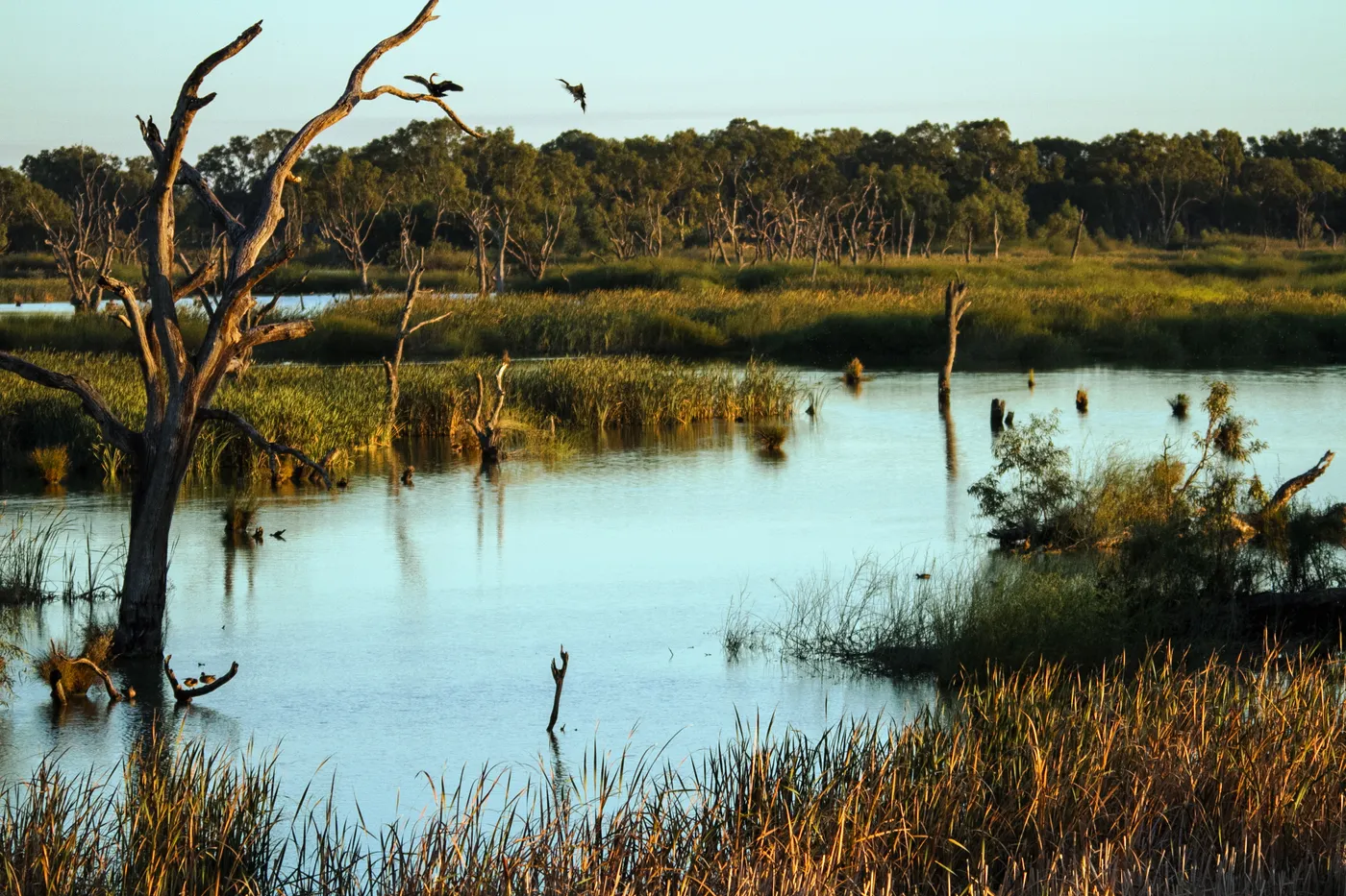 Kerang Ibis Rookery