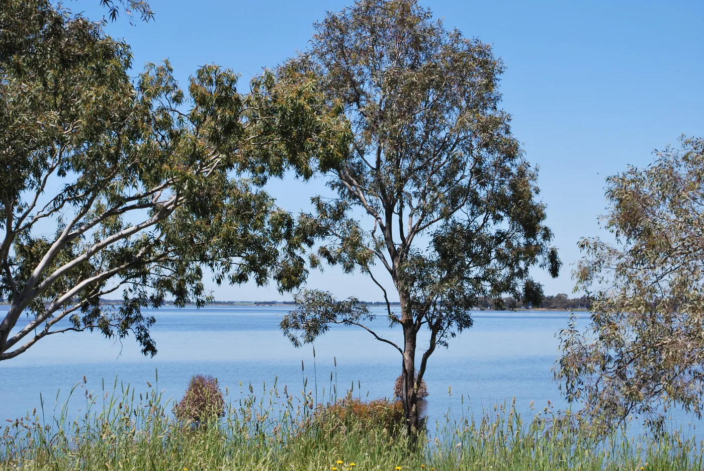 Lake Bolac