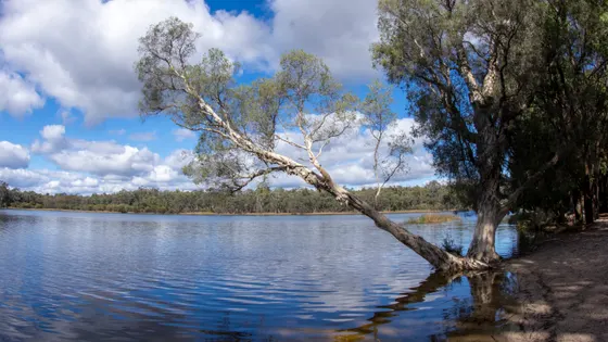 Lake Leschenaultia