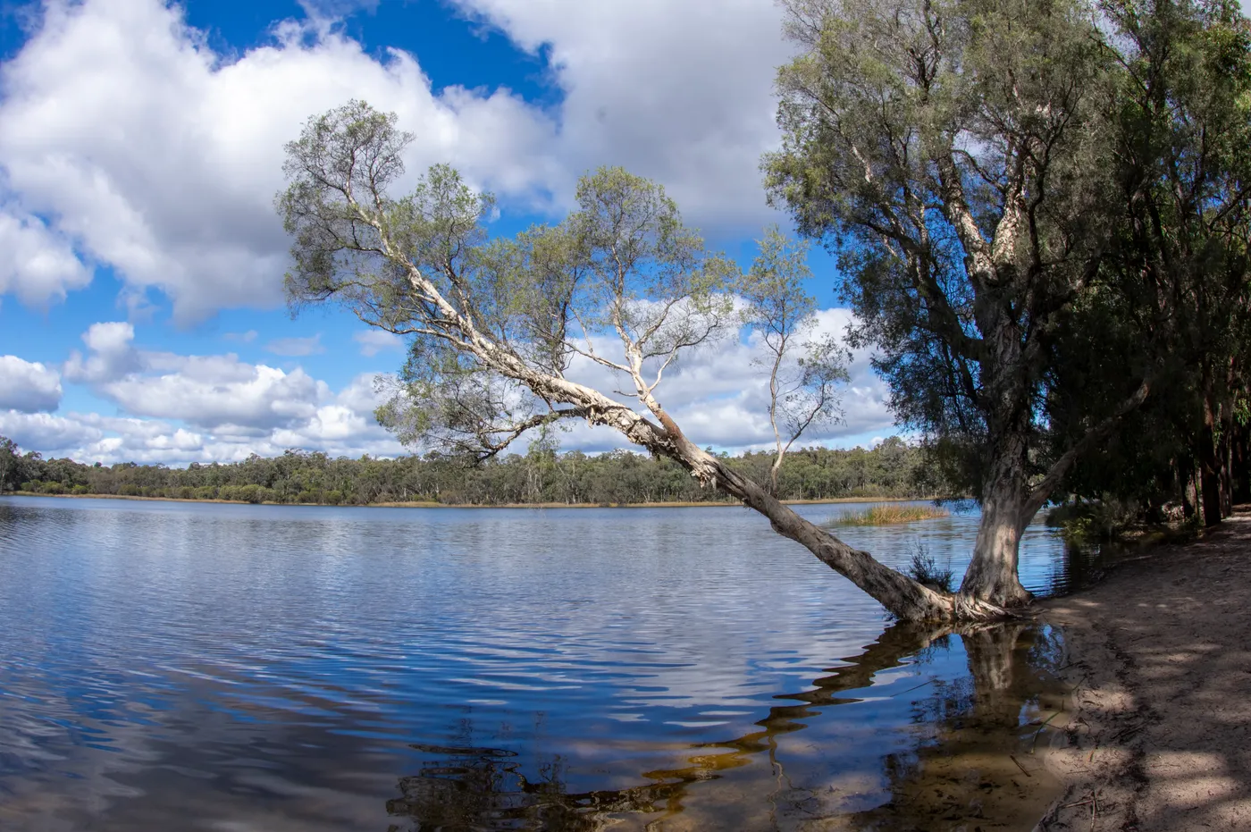 Lake Leschenaultia
