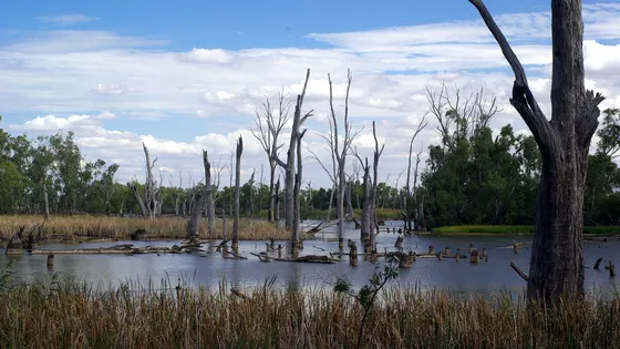 Lake Mulwala
