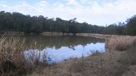 Longneck Lagoon walking track