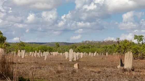 Magnetic Termite Mounds
