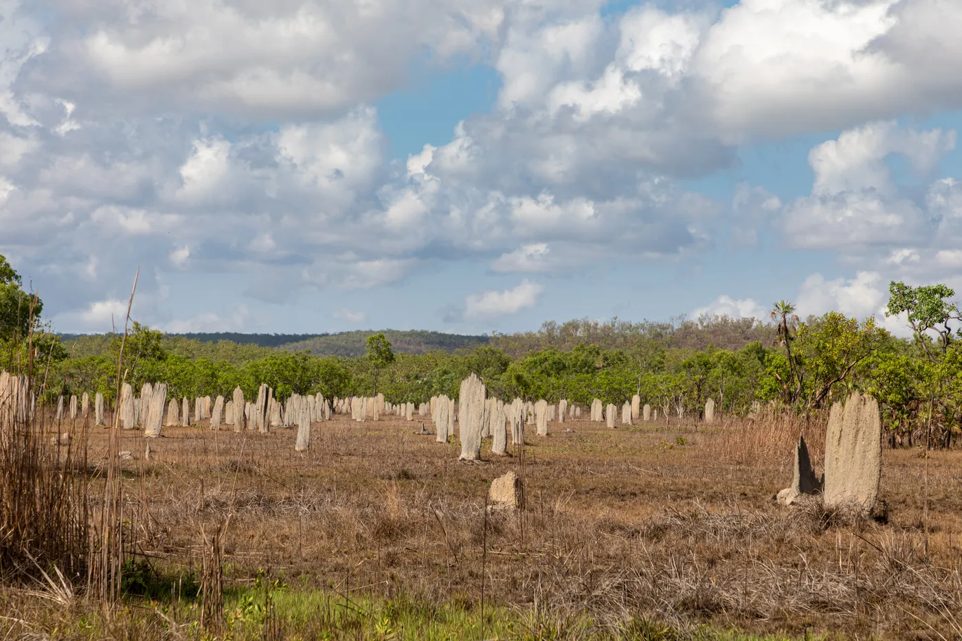 Magnetic Termite Mounds