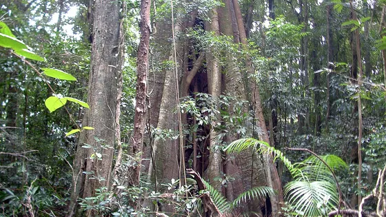 Mary Cairncross Scenic Reserve