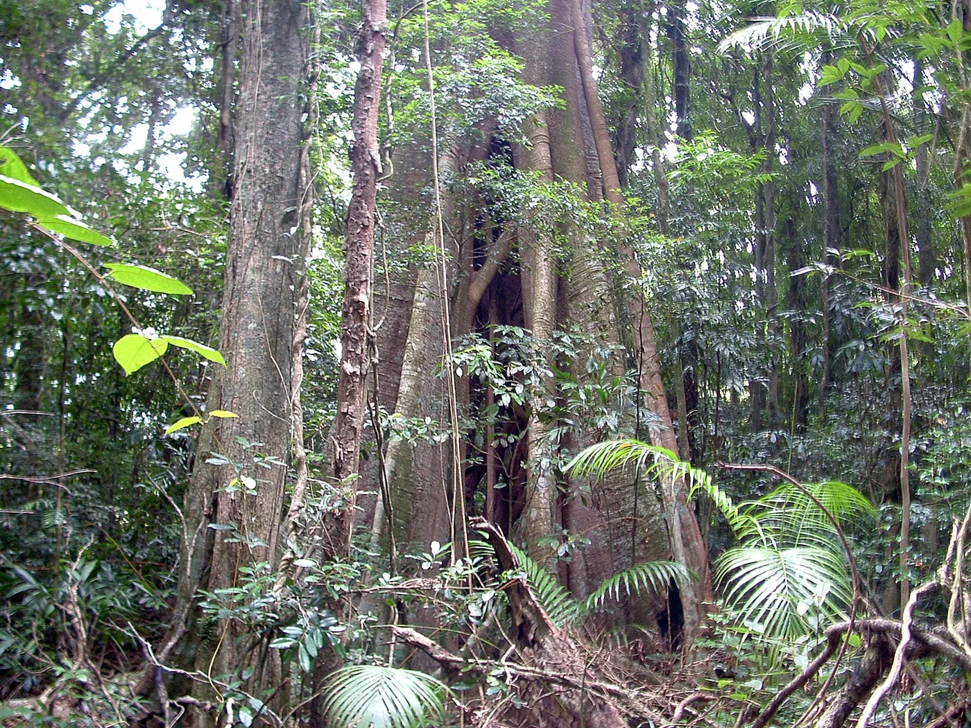 Mary Cairncross Scenic Reserve