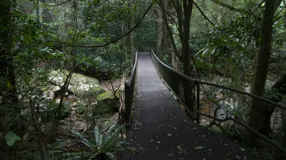 Minnamurra Rainforest - Lyrebird loop walk