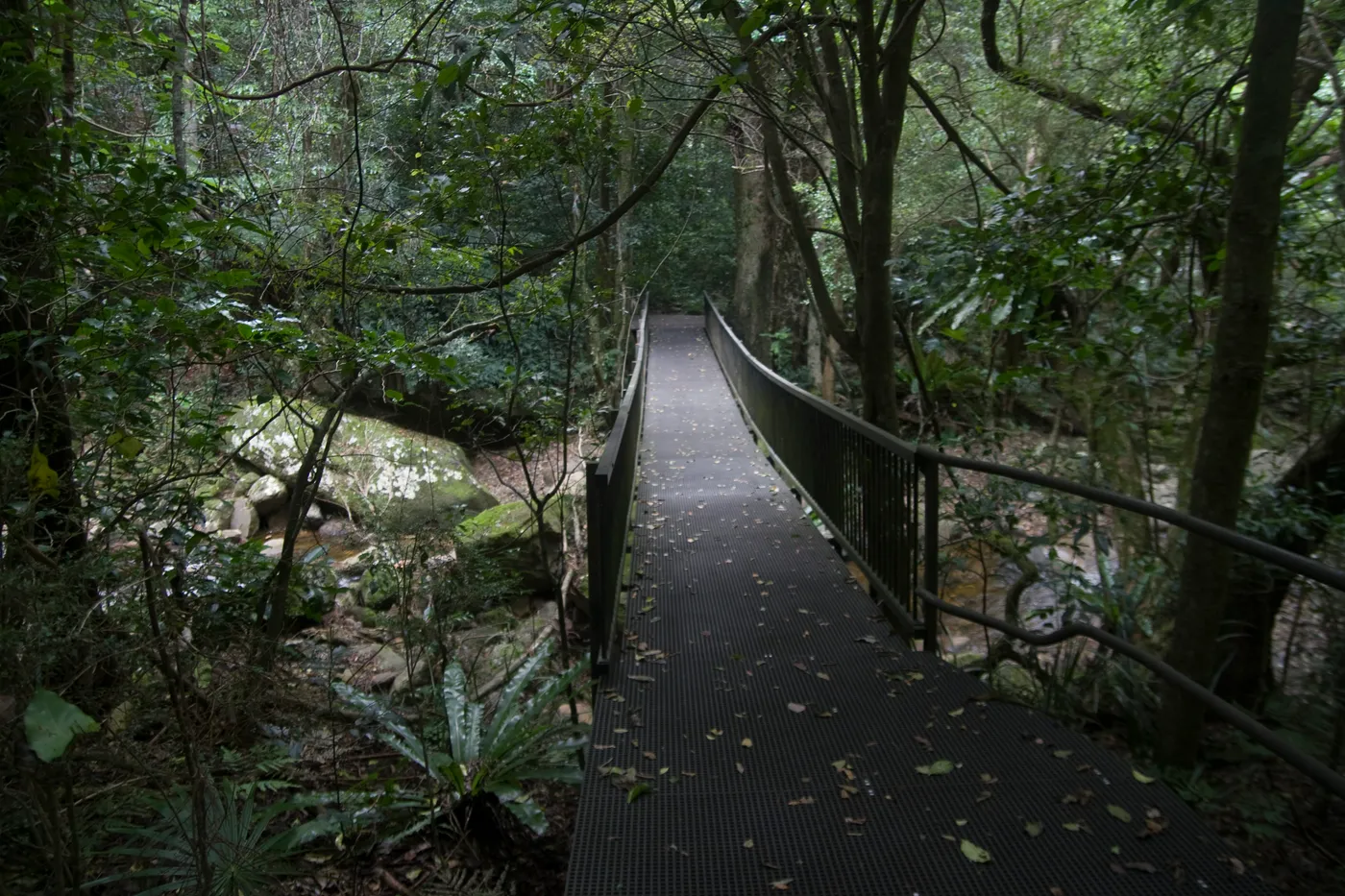 Minnamurra Rainforest - Lyrebird loop walk