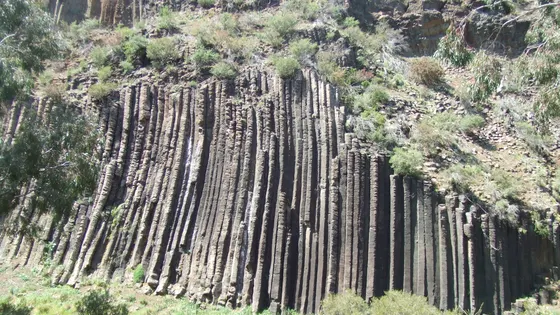 Organ Pipes