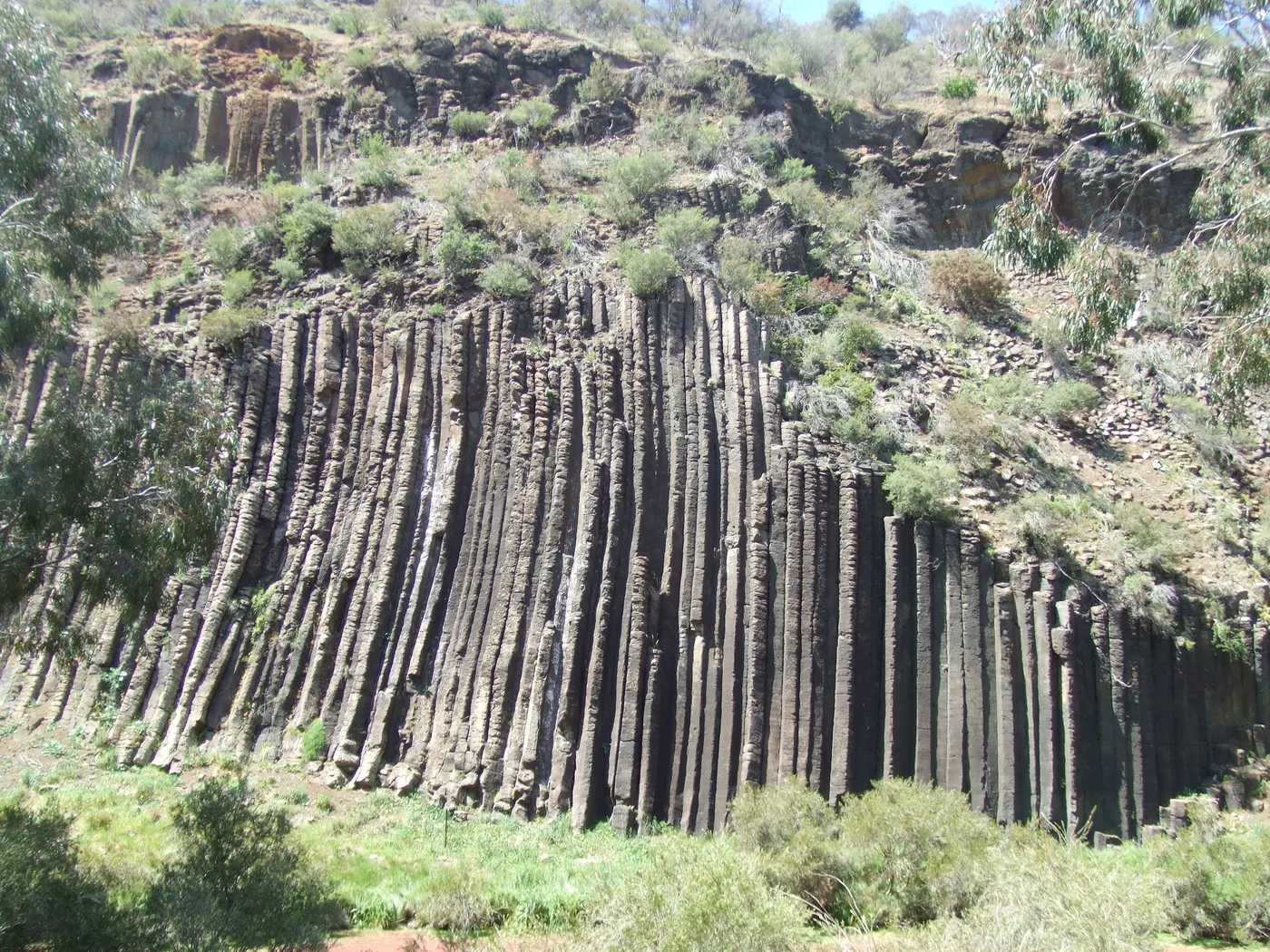 Organ Pipes