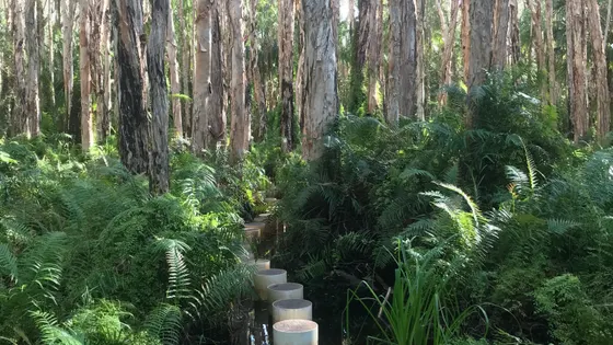 Paperbark Forest Boardwalk
