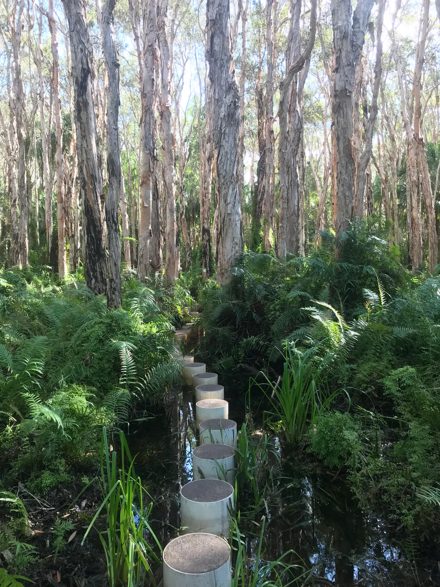 Paperbark Forest Boardwalk