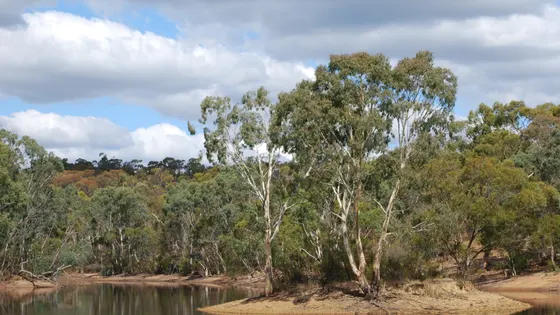 Para Wirra Lake Discovery Walk