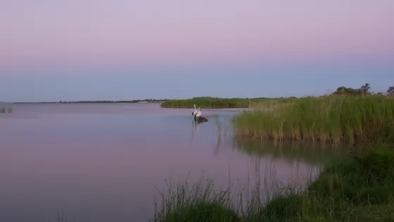 Pelican Path
