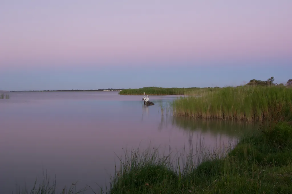 Pelican Path