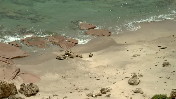 Point Labatt sea lion colony