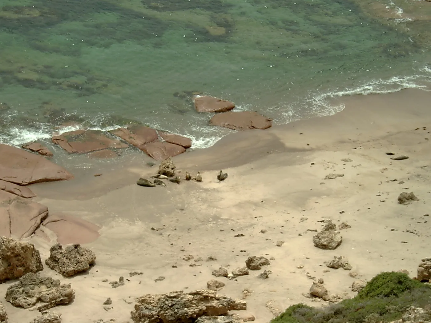 Point Labatt sea lion colony