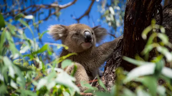 Raymond Island Koala Trail