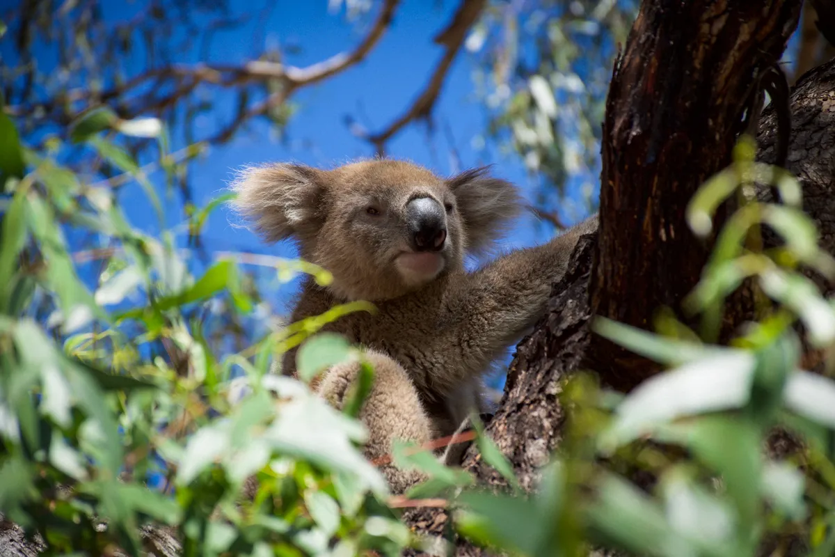 Raymond Island Koala Trail