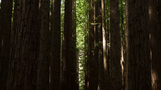 Redwood Forest