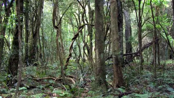 Robertson Nature Reserve Rainforest walk