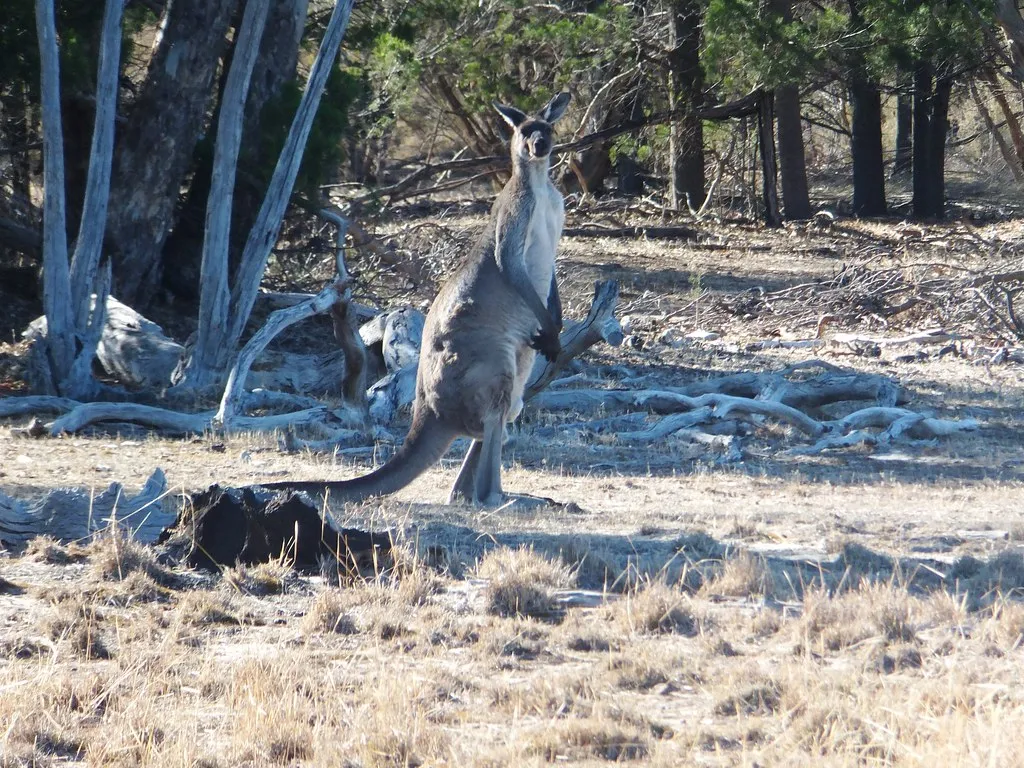 Sandy Creek Conservation Park walks
