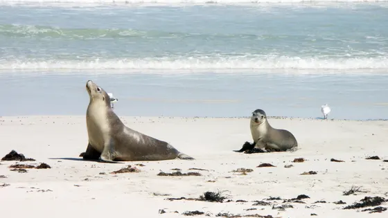 Seal Bay boardwalk and beach walks