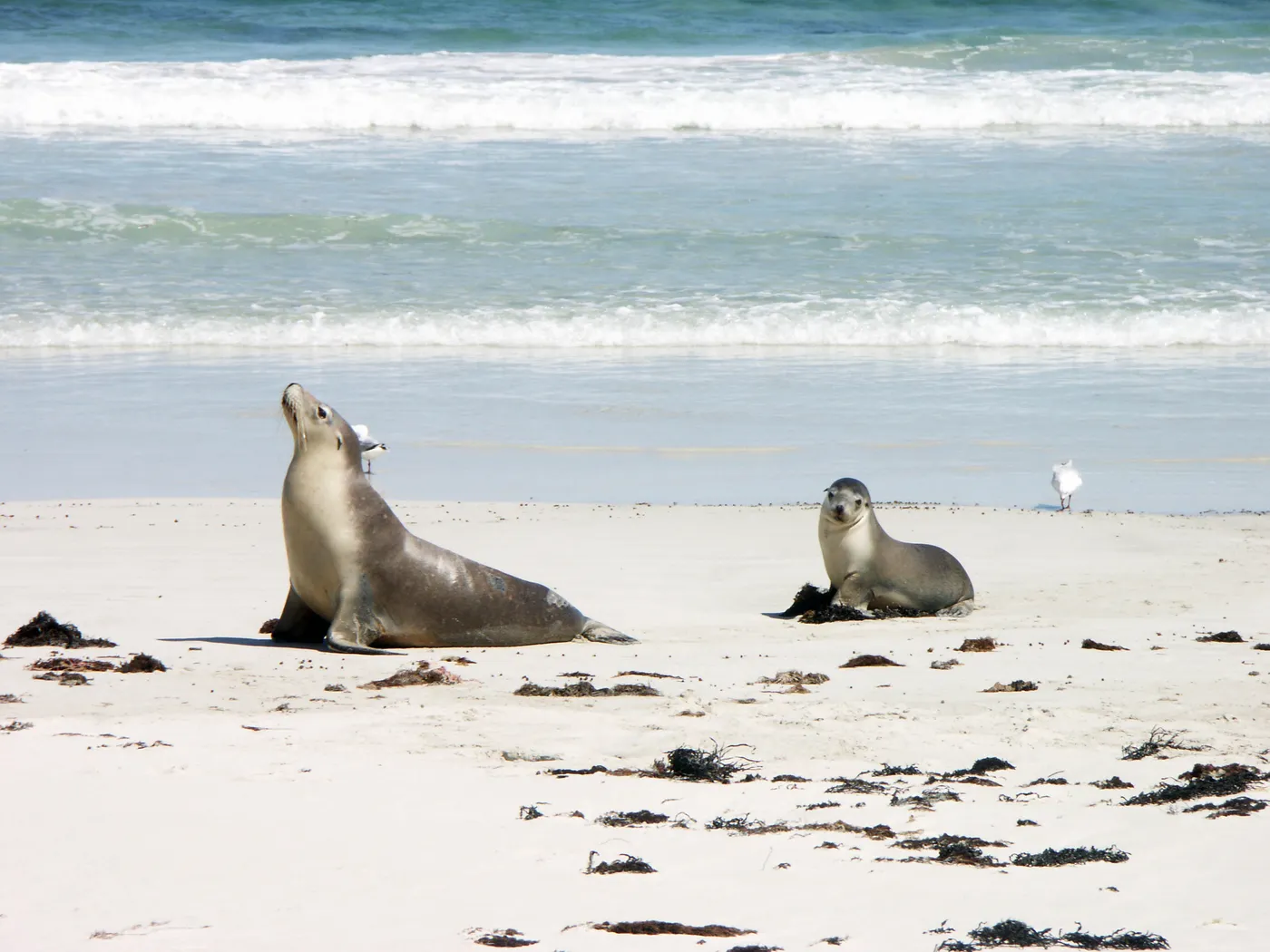 Seal Bay boardwalk and beach walks