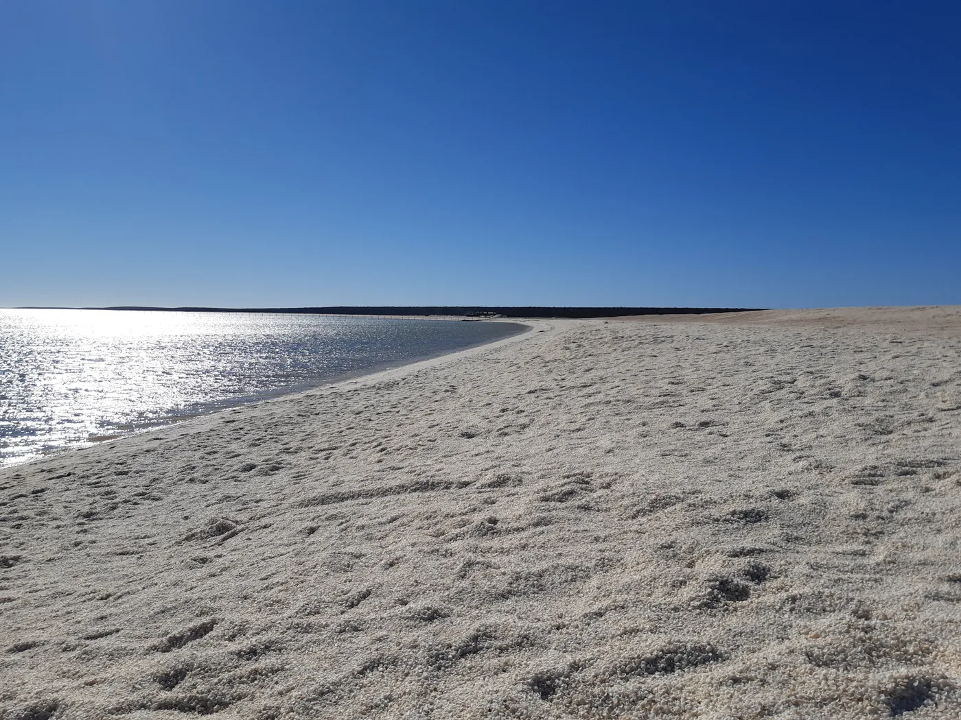 Shell Beach
