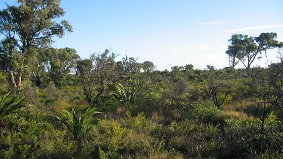 Star Swamp Bushland Reserve