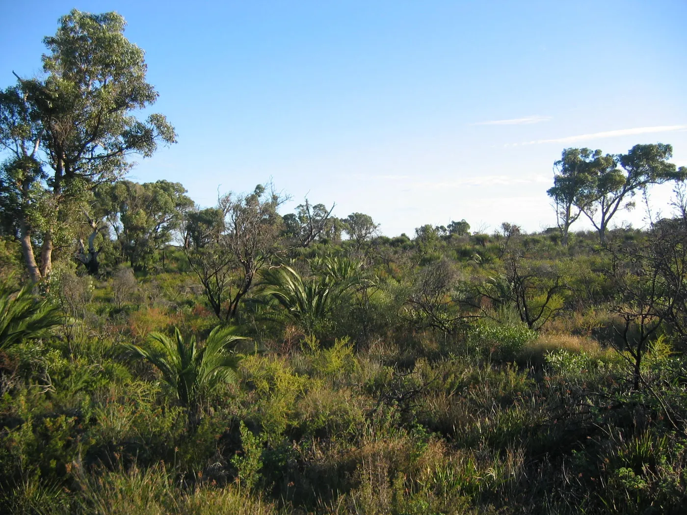 Star Swamp Bushland Reserve