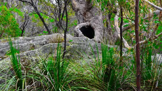 Stringybark Hike