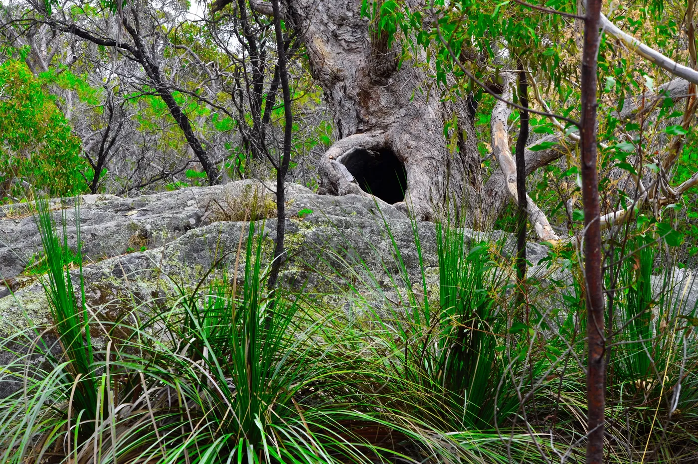 Stringybark Hike