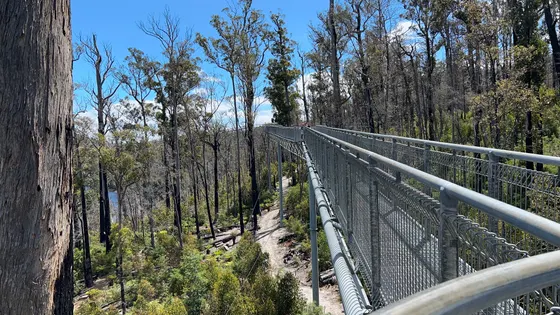 Tahune Airwalk