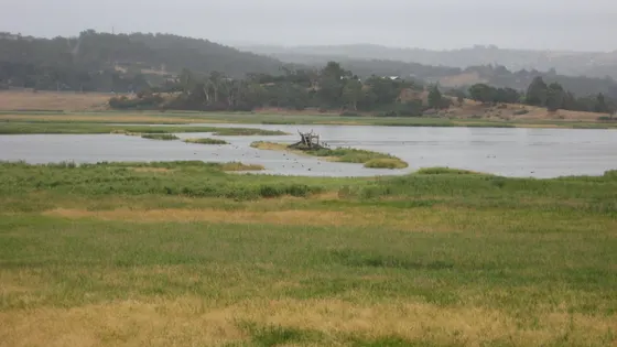 Tamar Island Wetlands
