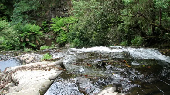 Tarra Falls