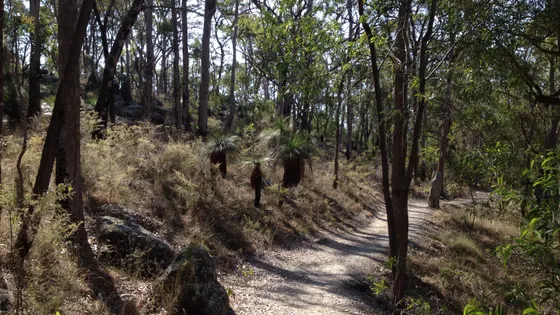 Toohey Forest