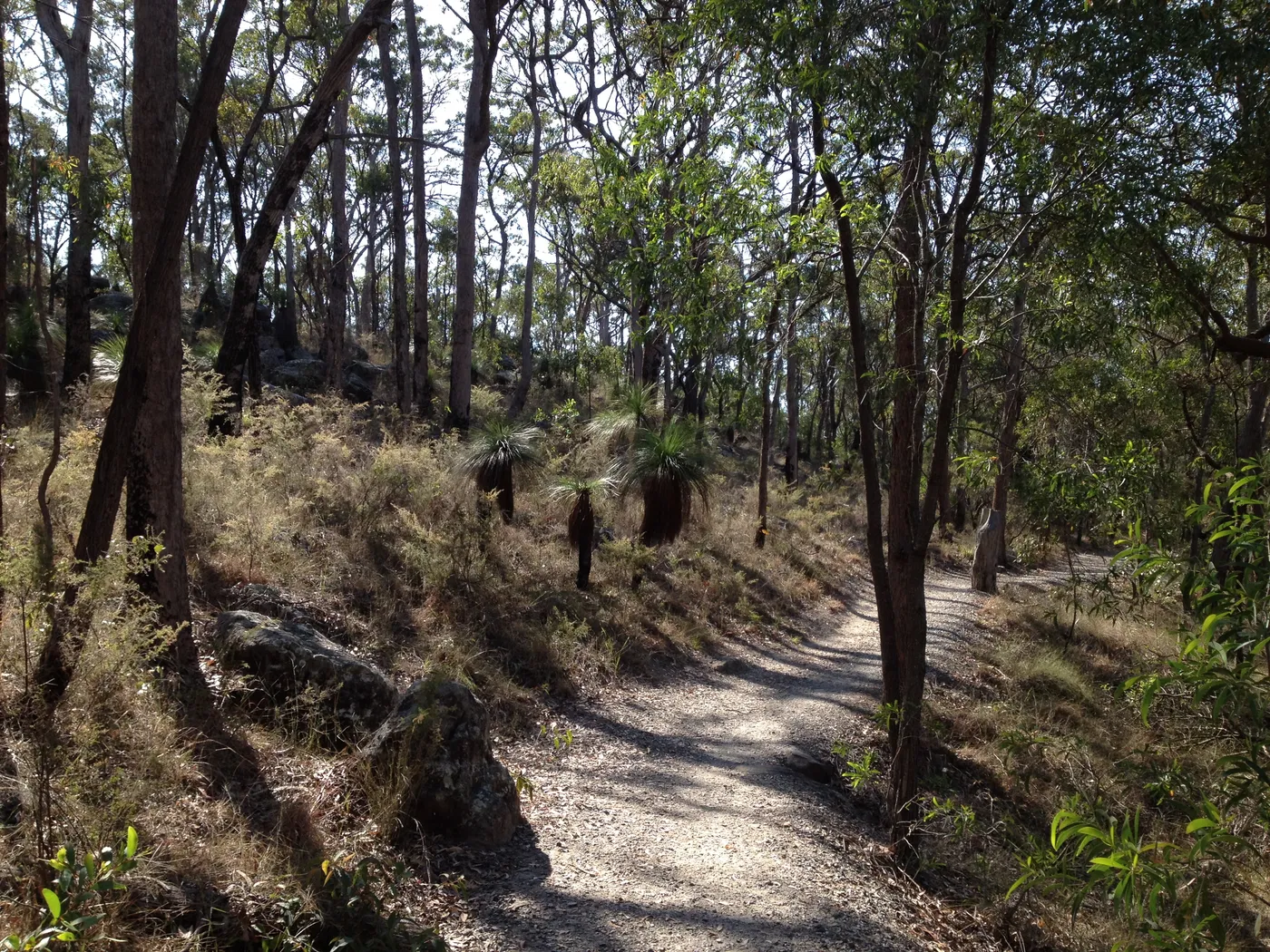 Toohey Forest