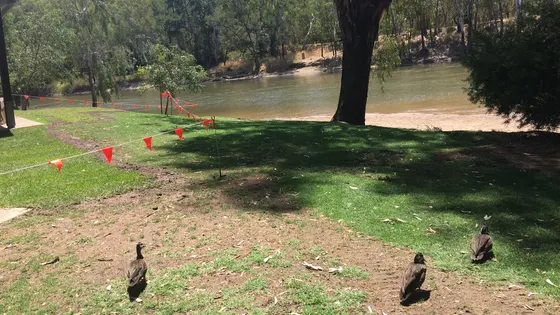 Wagga Beach