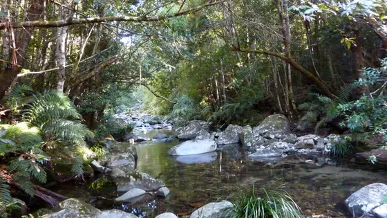 Washpool Walk