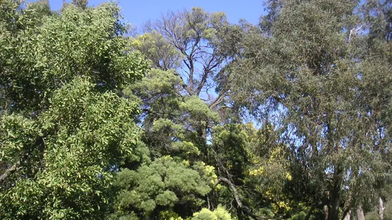 Wattle Park