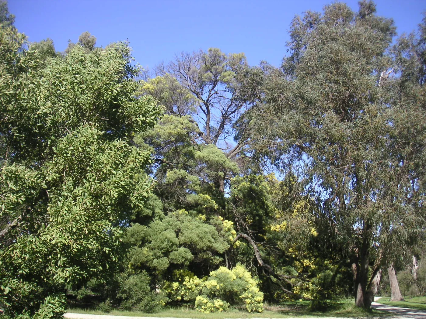 Wattle Park