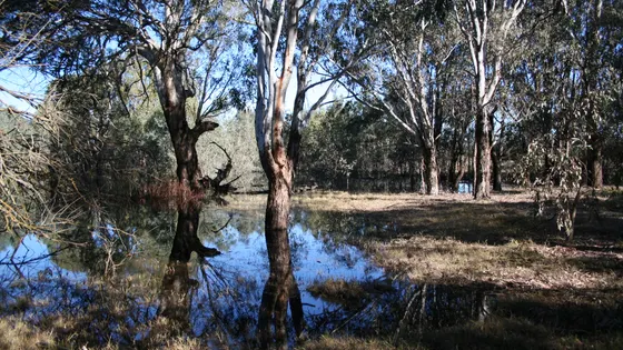 Wonga Wetlands