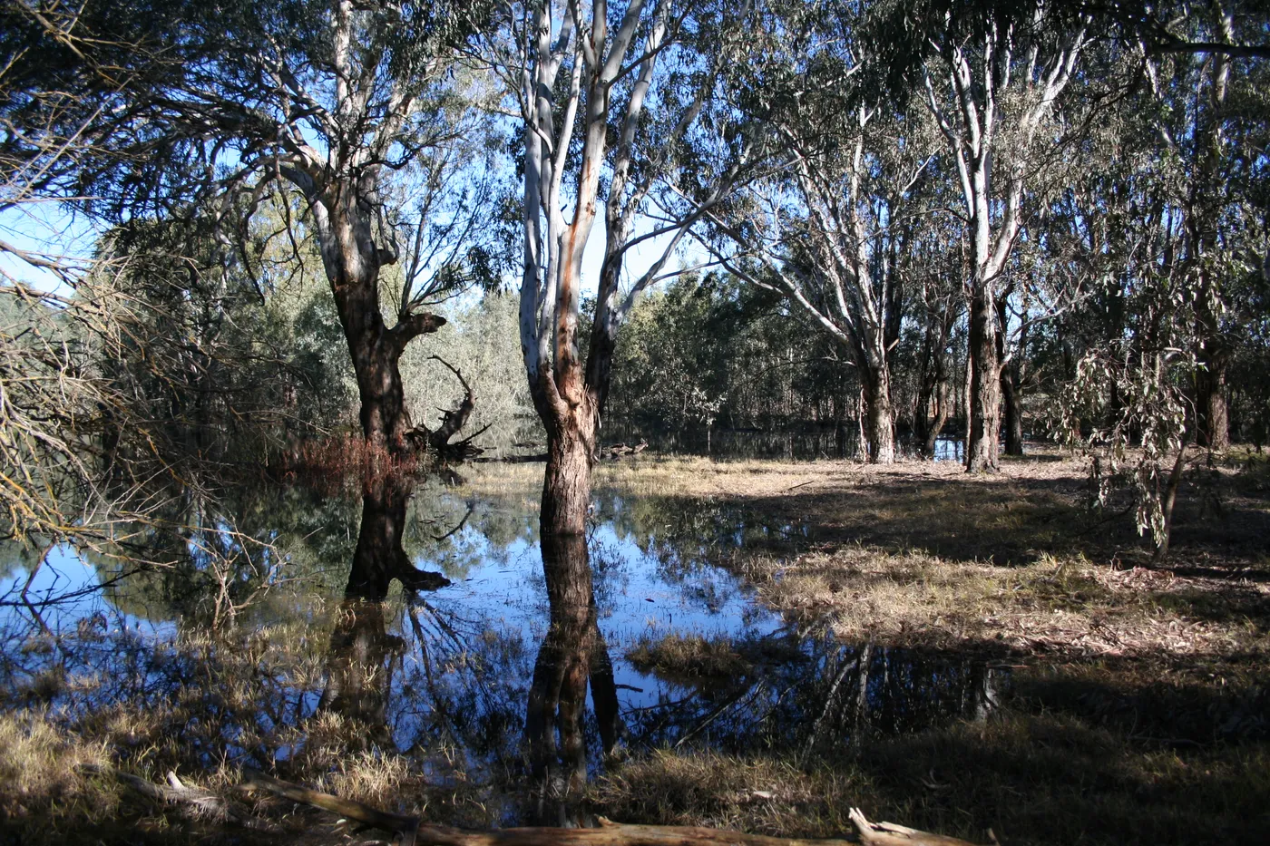 Wonga Wetlands