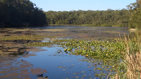 Yeramba Lagoon loop track