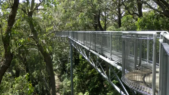 Illawarra Fly Treetop Adventures