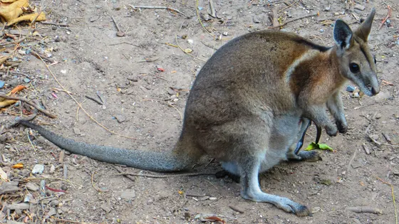 David Fleay Wildlife Park